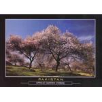 Pakistan Beautiful Postcard Apricot Garden Hunza Valley