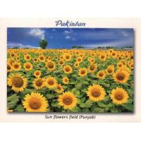 Pakistan Beautiful Postcard Sun Flower Fields