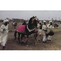 Pakistan Beautiful Postcard Horse & Cattle Show
