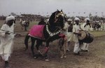 Pakistan Beautiful Postcard Horse & Cattle Show