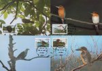 WWF Micronesia 1990 Maxi Cards Kingfisher Pigeon Birds