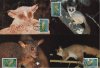 WWF Tanzania 1989 Beautiful Maxi Cards Lesser Bushbaby