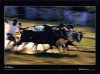 Pakistan Beautiful Postcard Ox Race