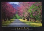 Pakistan Beautiful Postcard Spring In Islamabad