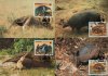 WWF Paraguay 1985 Beautiful Maxi Cards Giant Anteater