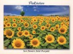 Pakistan Beautiful Postcard Sun Flower Fields