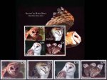 Tonga Niuafo'ou 2014 Barn Owls Sheet & Stamps Air Post