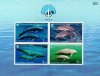 Thailand 1998 S?sheet International Year of the Ocean Dolphins