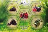 Iran 2020 S/Sheet Fruits of Paradise