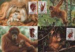 WWF Indonesia 1989 Beautiful Maxi Cards Orangutan