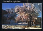 Afghanistan Postcard Spring In Kabul