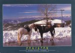 Pakistan Beautiful Postcard Horse Riding Murree