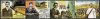 India Stamps 2007 Stamps Gandhi Centenary Of Satyagraha