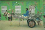 Pakistan Beautiful Postcard Donkey Cart