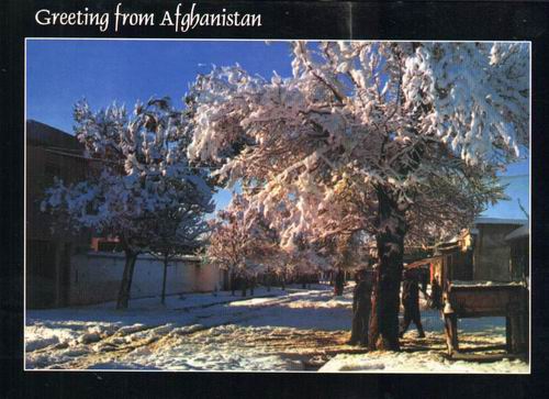(image for) Afghanistan Postcard Spring In Kabul