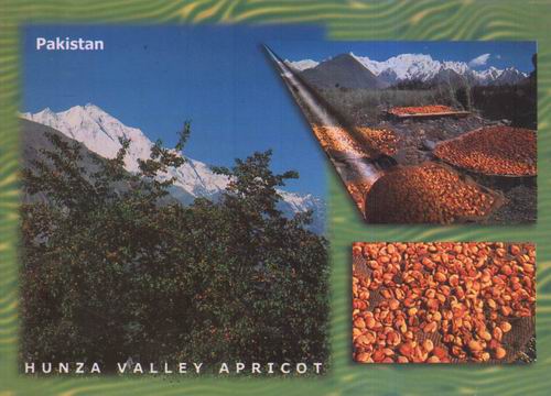 (image for) Pakistan Beautiful Postcard Apricot Garden Hunza Valley