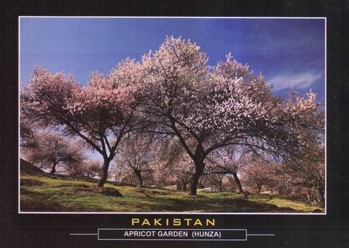 (image for) Pakistan Beautiful Postcard Apricot Garden Hunza Valley