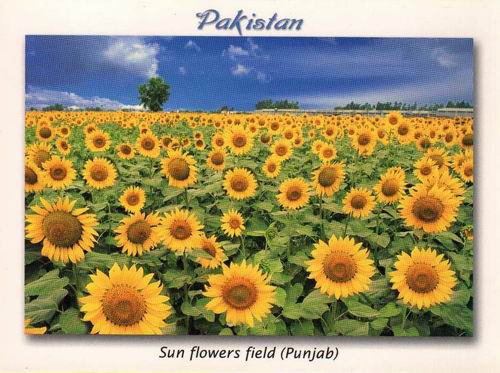 (image for) Pakistan Beautiful Postcard Sun Flower Fields