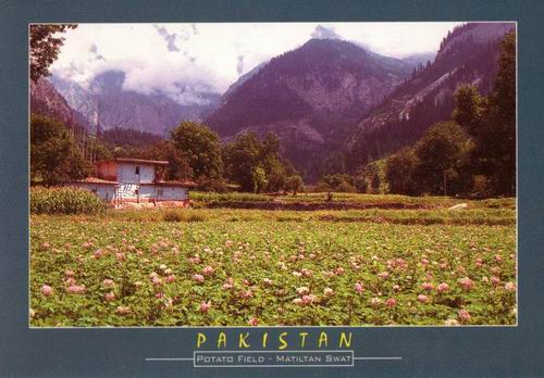 (image for) Pakistan Beautiful Postcard Potato Field Swat Valley