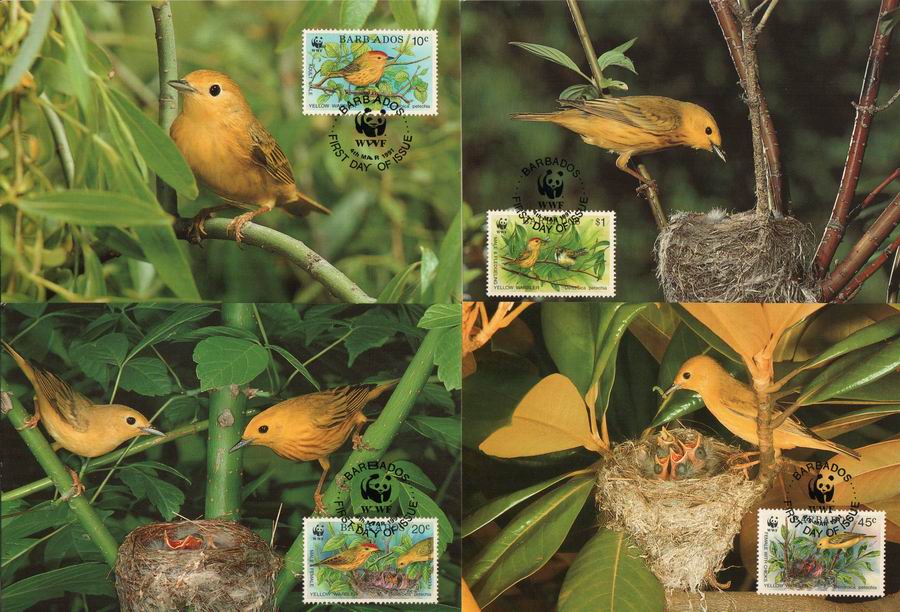 (image for) WWF Barbados 1991 Maxi Cards Yellow Warbler Gold Forest Singer
