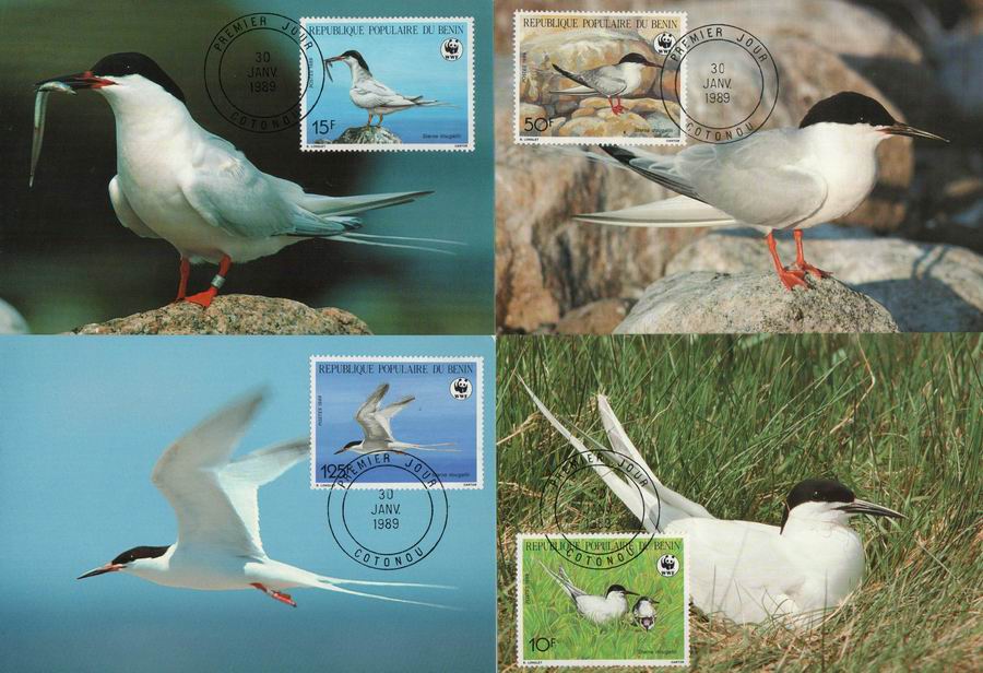 (image for) WWF Benin 1989 Maxi Cards Roseate Tern Birds