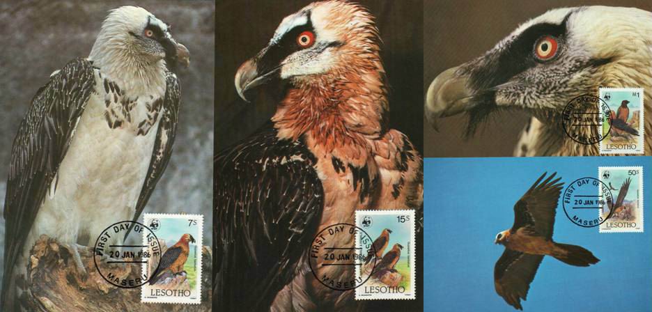 (image for) WWF Lesotho 1986 Maxi Cards Birds Of Prey Falcons