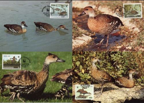 (image for) WWF Bahamas 1988 Maxi Cards Ducks