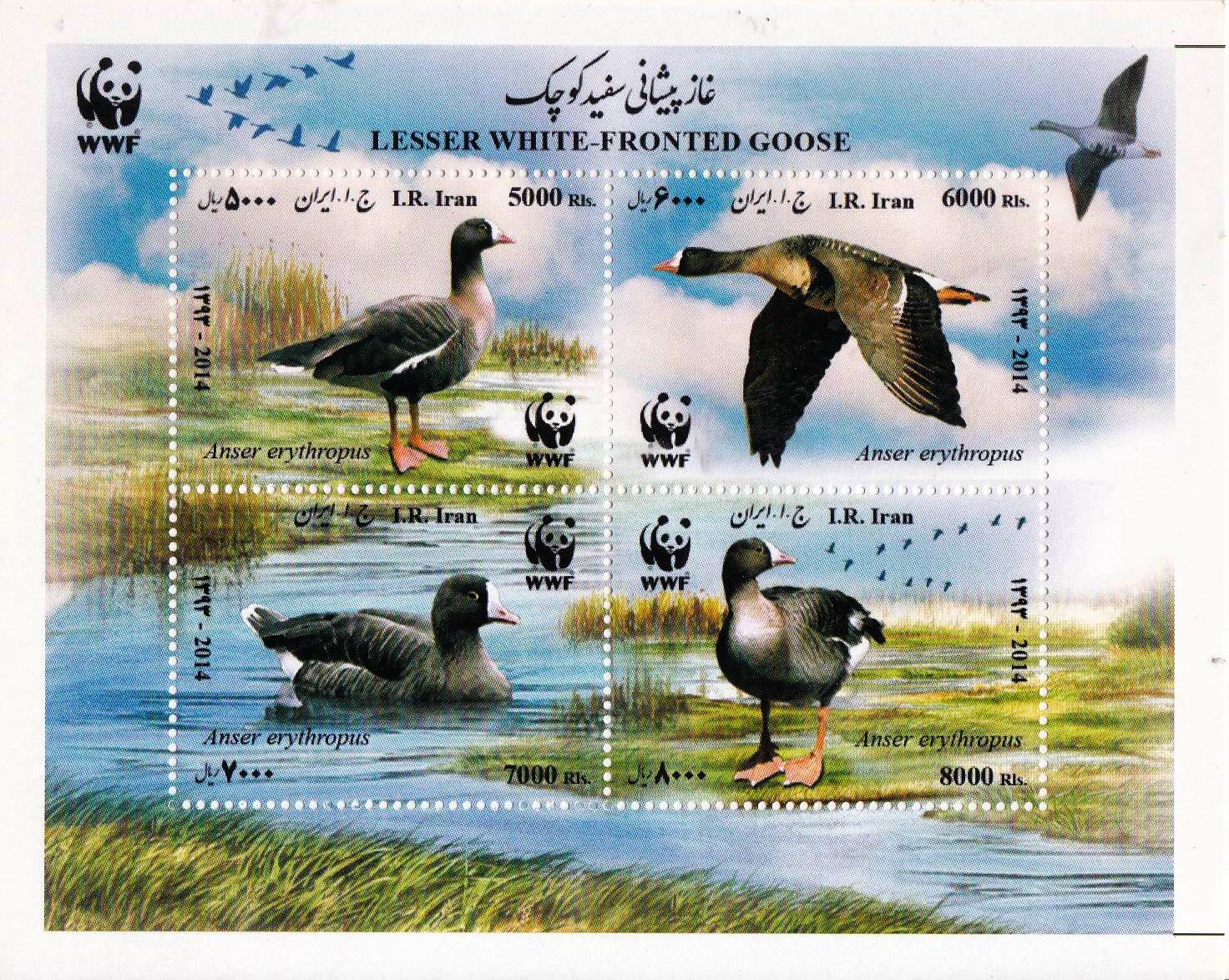 (image for) WWF Iran 2014 S/Sheet White Footed Goose MNH