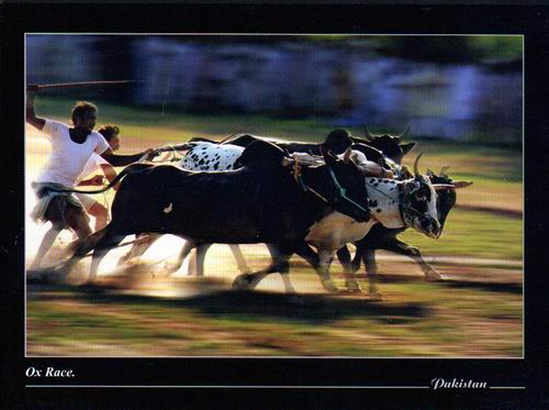 (image for) Pakistan Beautiful Postcard Ox Race