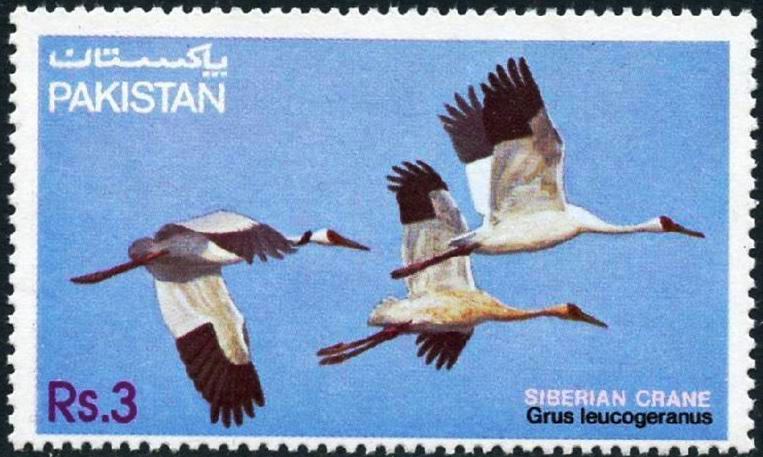 (image for) Pakistan Fdc 1983 Brochure & Stamp Siberian Crane