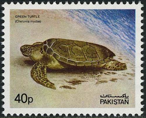 (image for) Pakistan Fdc 1981 Brochure & Stamp Green Turtle