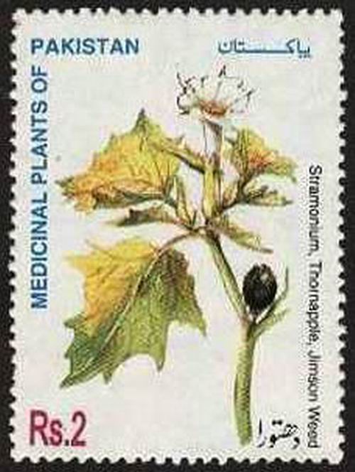 Pakistan Fdc 1998 Brochure & Stamp Medicinal Plant Dhatura - Click Image to Close
