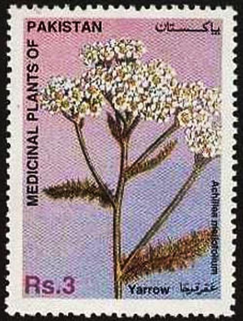 (image for) Pakistan Fdc 1996 Brochure Stamp Medicinal Plant Yarrow