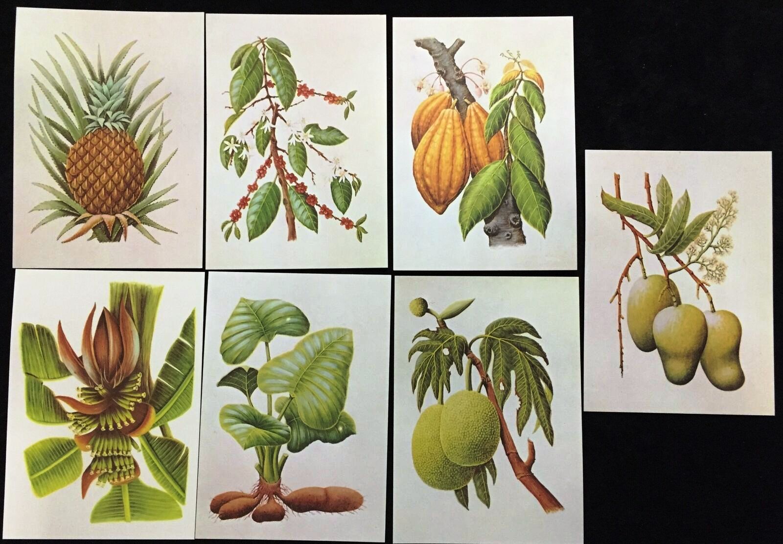 (image for) S.Tome Thomas 1983 Medicinal Plants Maxi Cards Unused