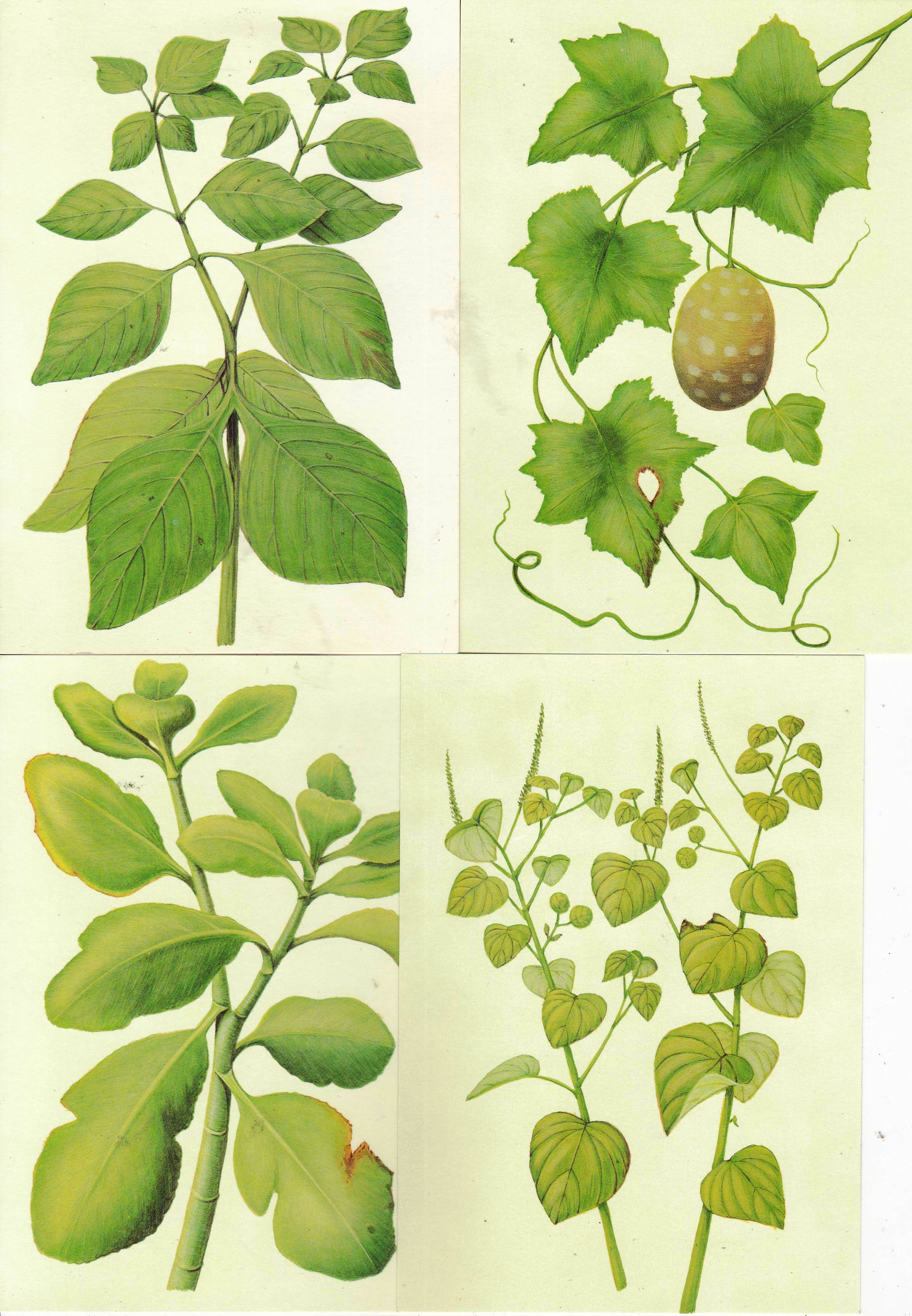 (image for) S.Tome Thomas 1983 Medicinal Plants Maxi Cards Unused