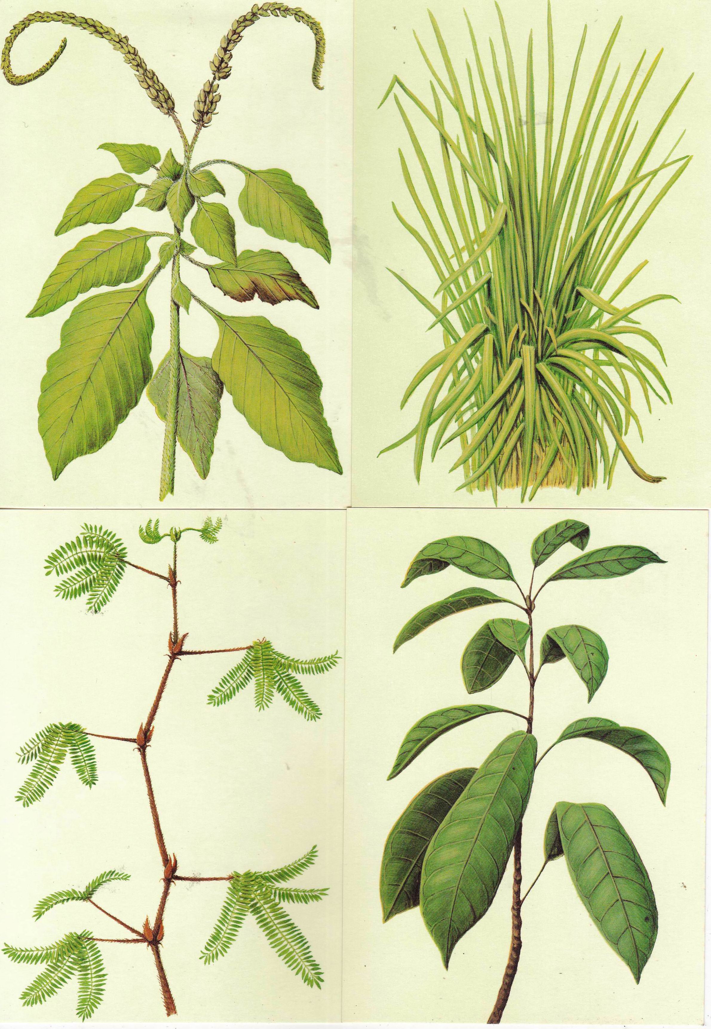 (image for) S.Tome Thomas 1983 Medicinal Plants Maxi Cards Unused