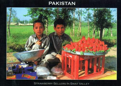(image for) Pakistan Beautiful Postcard Strawberry Sellers In Swat