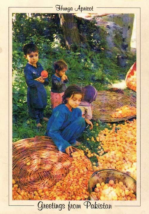 (image for) Pakistan Beautiful Postcard Children Selling Apricot Hunza