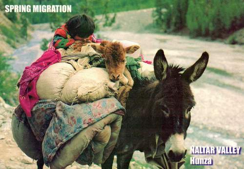 (image for) Pakistan Beautiful Postcard Spring Migration Swat