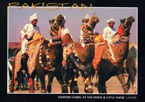 (image for) Pakistan Beautiful Postcard Camel Dance at Horse & Cattle Show