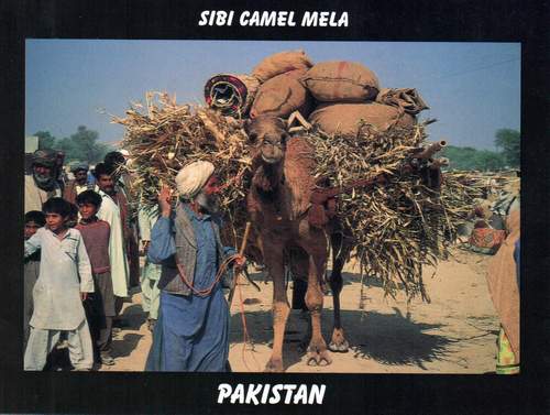 (image for) Pakistan Beautiful Postcard Sibi Camel Mela