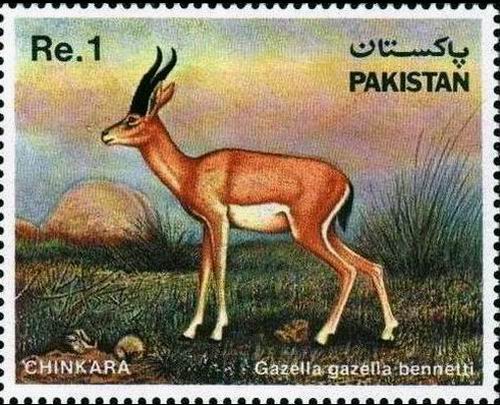 (image for) Pakistan Stamps 1983 Chinkara Gazelle