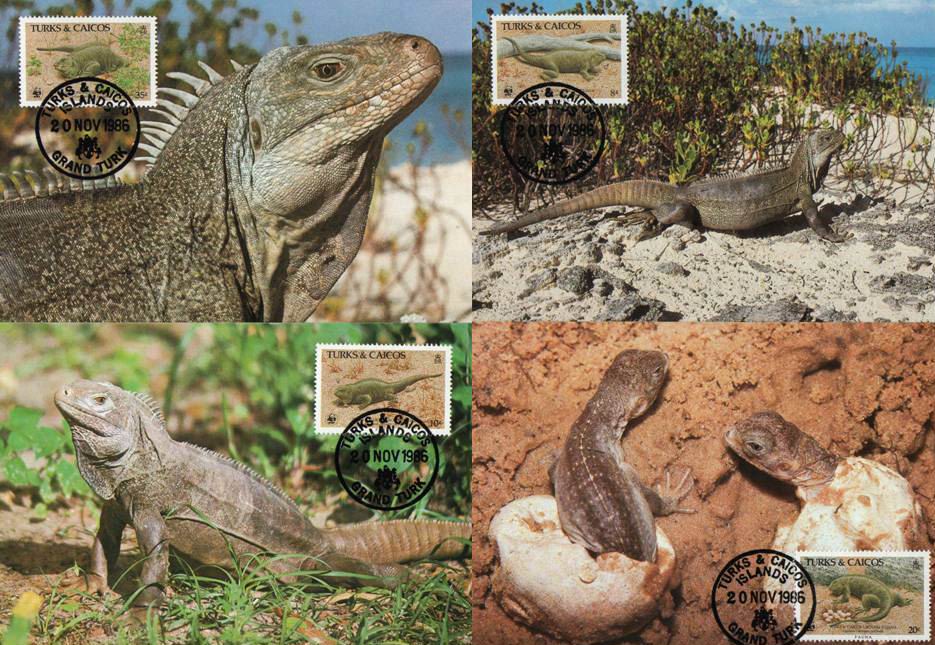 (image for) WWF Turks & Caicos 1986 Maxi Cards Iguanas