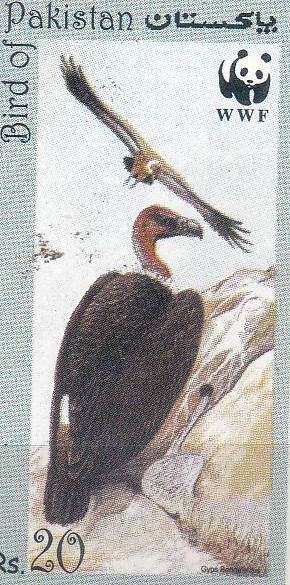 (image for) Pakistan Stamp 1983 WWF Bird Vulture Unissued