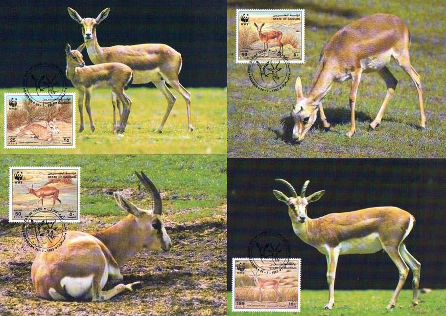 (image for) WWF Bahrain 1993 Beautiful Maxi Cards Chinkara Gazelle