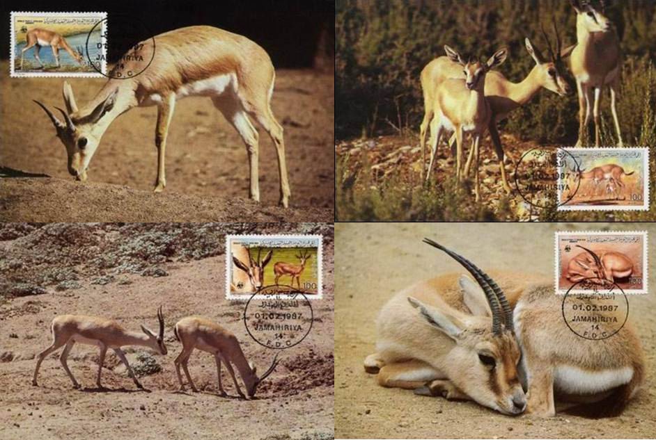 (image for) WWF Libya 1987 Beautiful Maxi Cards Gazelle