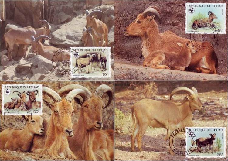 (image for) WWF Tchad 1988 Beautiful Maxi Cards Barbary Sheep