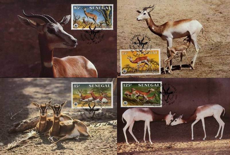 (image for) WWF Senegal 1986 Beautiful Maxi Cards Dama Gazelle