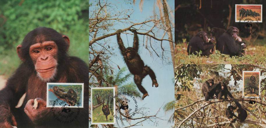 (image for) WWF Sierra Leone 1983 Beautiful Maxi Cards Chimpanzees