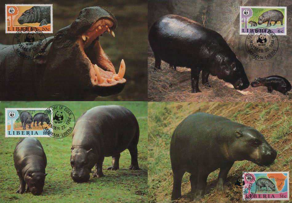 (image for) WWF Liberia 1984 Beautiful Maxi Cards Hippopotamus